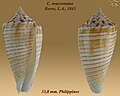 Conus mucronatus Reeve, L.A., 1843