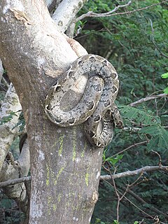 Description de l'image Corallus grenadensis.jpg.