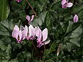 Cyclamen hederifolium flowers and leaves