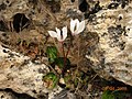 Cyclamen persicum