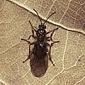 Cherry oak gall wasp adult