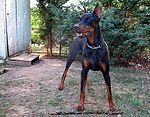 Dobermann