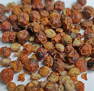 Dried red Kampot peppercorns