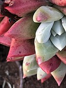 Dudleya farinosa