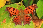 Adult, dorsal view.