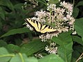 Eastern tiger swallowtail in Virginia