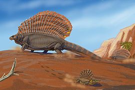 Restitution paléoartistique par Dimitri Bogdanov d’Edaphosaurus, un pélycosaure herbivore et, à ses pieds, Platyhystrix, un amphibien, pourvus de voiles thermorégulatrices, adaptations aux contrastes thermiques journaliers.