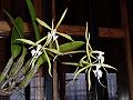 Cultivated Epidendrum ciliare