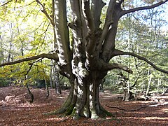 Árbol podado en Epping.