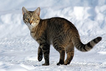 Gata (Felis silvestris catus) de dez meses na neve. (definição 3 000 × 2 000)