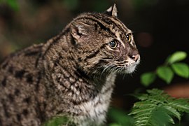 Fishing cat