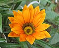 Gazania