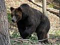 Зоолошка градина Гистров (Natur- und Umweltpark Güstrow)