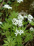 Myskmadra (Galium odoratum)