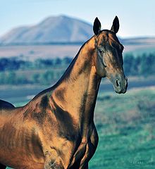 Photo d'un cheval à robe isabelle, à l'arrière-plan une montagne