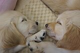 生後約2ヶ月の仔犬