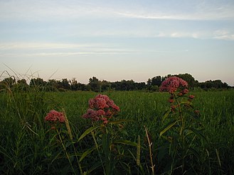 Wildflower view