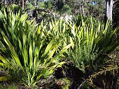 Folhas ensiformes de Doryanthes excelsa.