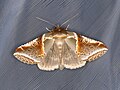 Habrosyne pyritoides（英語：Habrosyne pyritoides）（鉤蛾科）