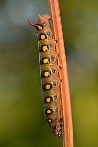 Hyles gallii caterpillar, by Iifar