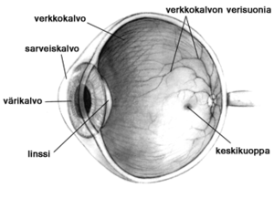 Ihmisen silmän rakenne. Huomaa, ettei kaikkien eläinten silmien rakenne ole sama kuin ihmisellä.