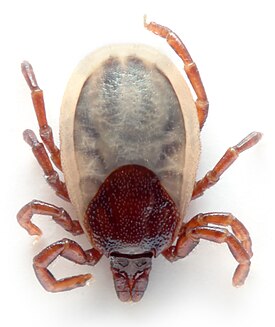 Клещ Ixodes hexagonus