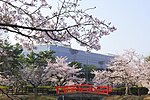 亀城公園の桜 （2011年4月）