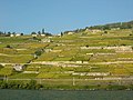 Lavaux antes das vindimas