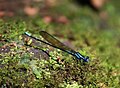 Libelle, fotografiert an einem Bach beim Abstieg von der Soufrière, im Regenwald auf Guadeloupe