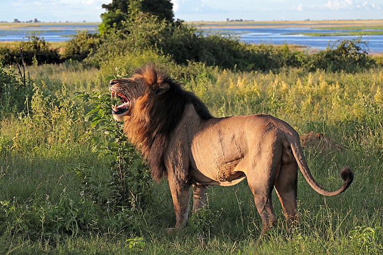 Самец льва (Panthera leo)