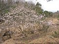 「田光のシデコブシ及び湿地植物群落」（三重県三重郡菰野町、国指定天然記念物）