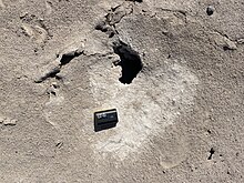 Sand with a nest-hole in it seen from above