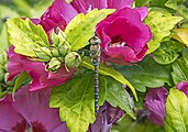 male on Hibiscus syriacus