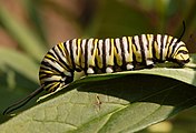 Caterpillar.