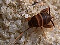 Сверчок Myrmecophila acervorum