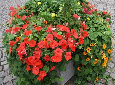 File:Orange petunias in Helsinki.webp