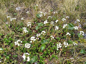 Flowering plants in subalpine habitat