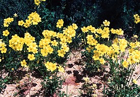 Nuokkukäenkaali (Oxalis pes-caprae)