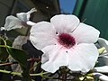 Fleur de P. jasminoides.