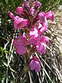 Pedicularis gyroflexa