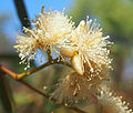 flowers of Eucalyptus exserta