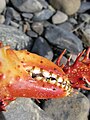 Lithodes santolla, détail d'une pince