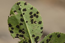 Polythrincium trifolii (Dothideomycetes)