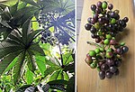 亞馬遜葡萄（英语：Pourouma cecropiifolia） Amazon grape