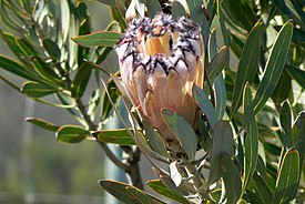 Цвеущая P. laurifolia (горы Седерберг, ЮАР)