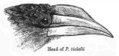 Illustration of head from W. T. Blanford's Fauna of British India: Birds