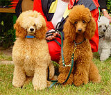 Apricot and red Poodles