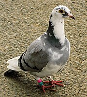 Photo d'un pigeon voyageur