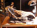 The skull of a pre-historic rhinoceros that lived in Serbia