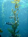 Rockfish (Sebastidae) swimming around kelp forest